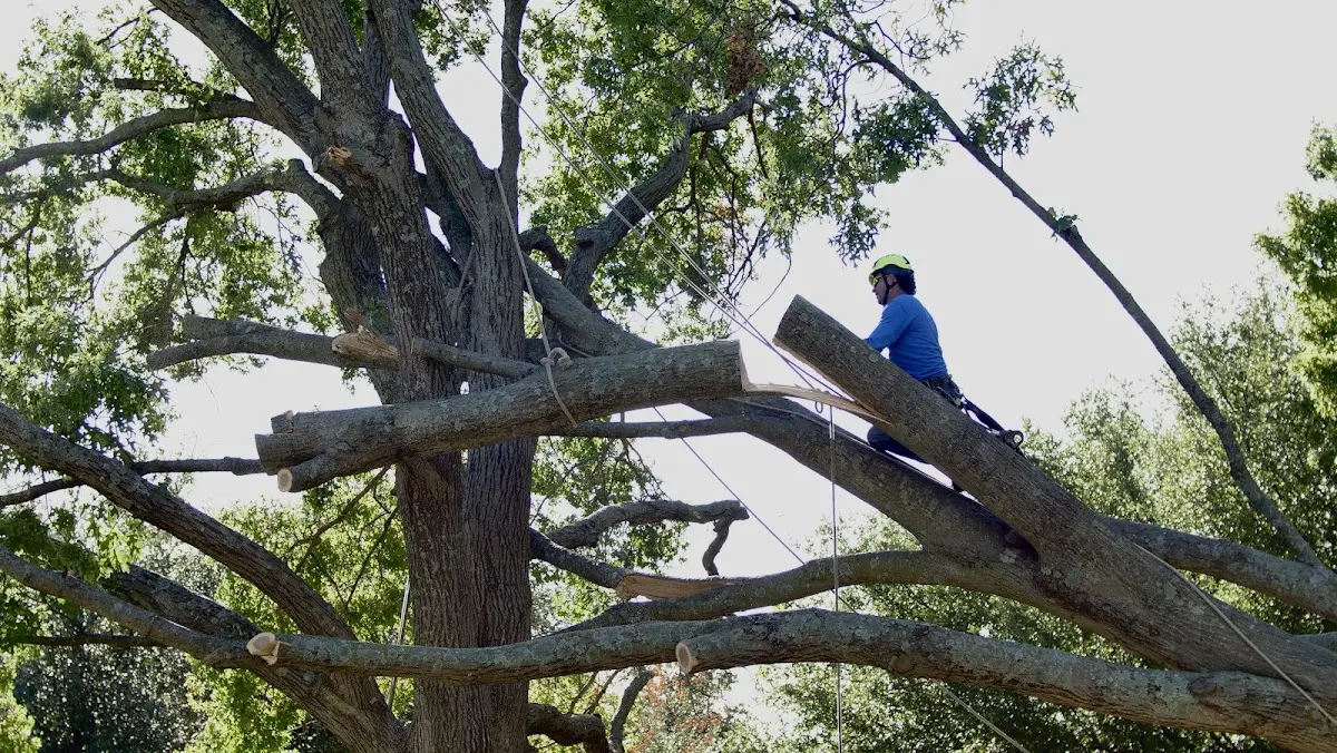 Professional Crown Thinning performed by certified arborists in Tyler